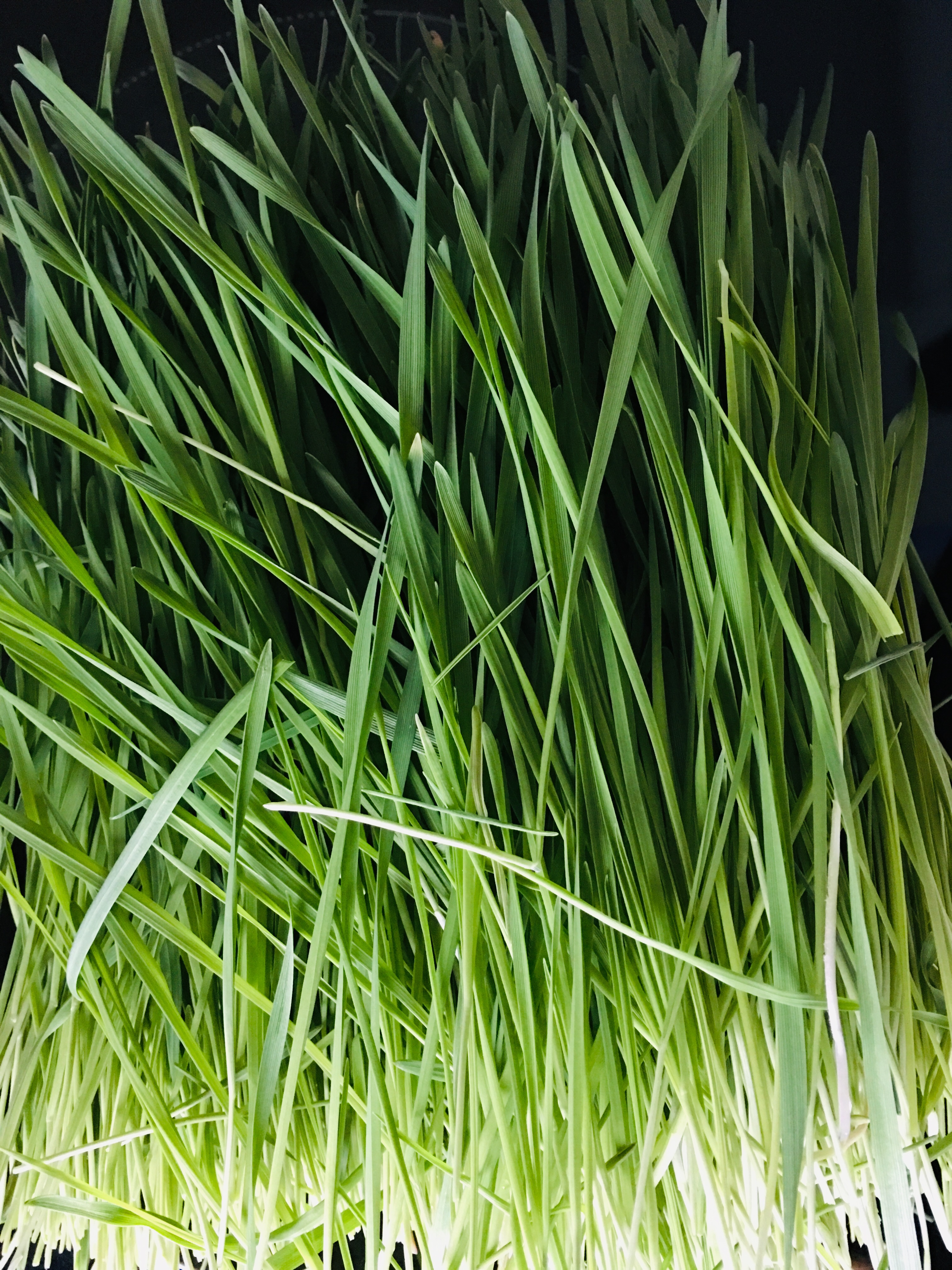 Wheatgrass