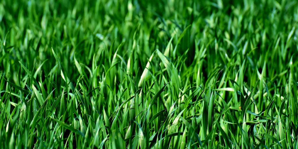 Green Grass