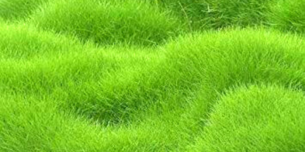 Land Grass